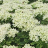 Седум (очиток) видный Stardust