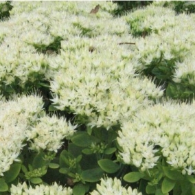 Седум (очиток) видный Stardust