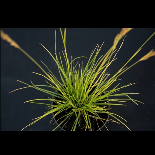 Сеслерия осенняя