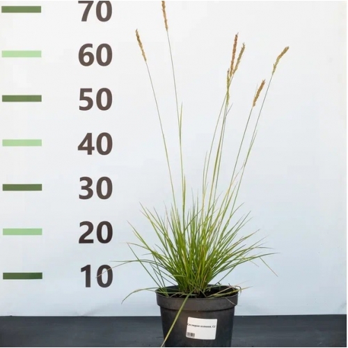 Сеслерия осенняя