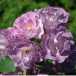 Роза флорибунда Blue for you