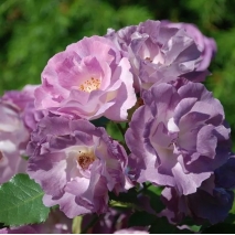 Розы на штамбе