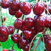 Черешня Родина