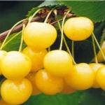 Черешня Рондо