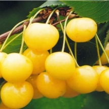 Черешня Рондо