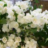 Чубушник венечный