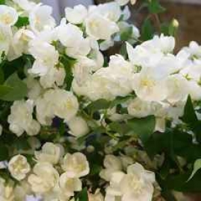 Чубушник венечный