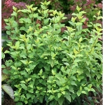 Пузыреплодник калинолистный Little Greeny