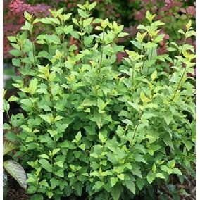 Пузыреплодник калинолистный Little Greeny