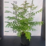 Рябинник рябинолистный