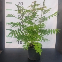 Рябинник рябинолистный