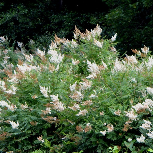 Рябинник рябинолистный