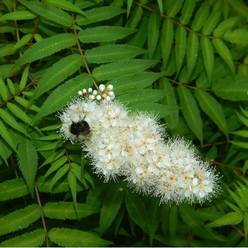 Рябинник рябинолистный