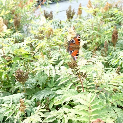 Рябинник рябинолистный