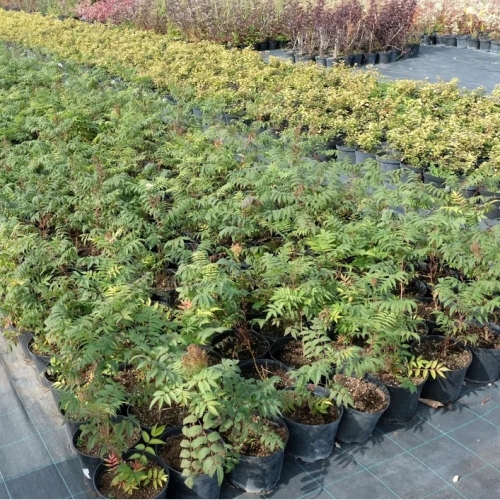 Рябинник рябинолистный