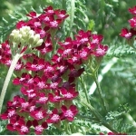 Тысячелистник обыкновенный Summer wine