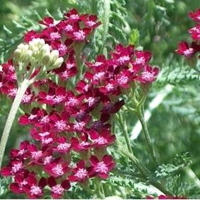 Тысячелистник обыкновенный Summer wine