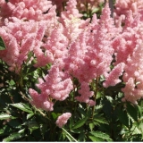 Астильба Арендса Sister Theresa