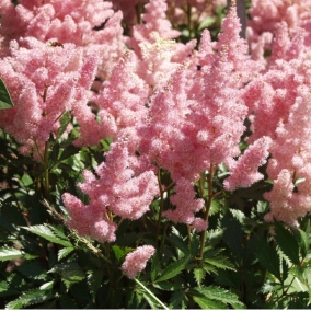 Астильба Арендса Sister Theresa