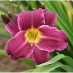 Лилейник Grape Velvet