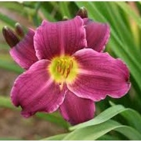 Лилейник Grape Velvet