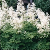 Волжанка двудомная