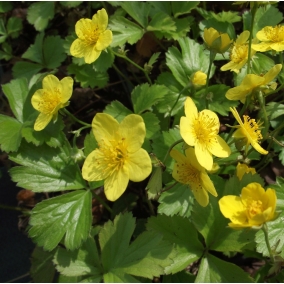 Вальдштейния тройчатая