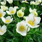 Ветреница (Анемона) лесная