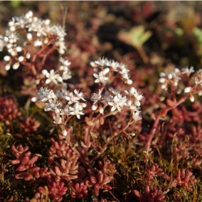Седум (очиток) белый Murale