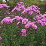 Астра новоанглийская