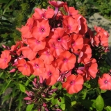 Флокс метельчатый Orange Perfection