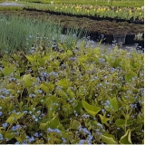 Бруннера крупнолистная