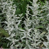 Полынь Людовика