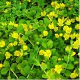 Вербейник монетчатый