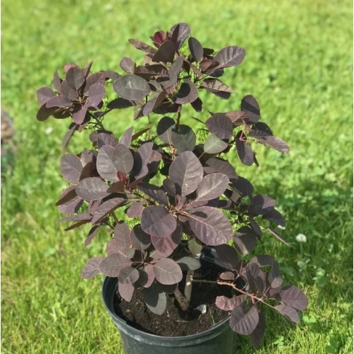 Скумпия Royal Purple
