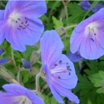 Герань гималайская Baby Blue
