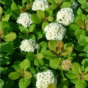 Спирея березолистная Tor