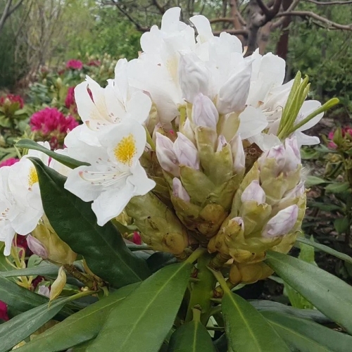 Рододендрон гибридный Cunningham's White