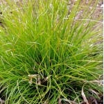 Осока гладконосая