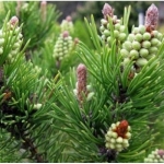 Сосна горная