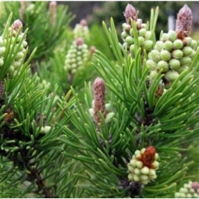 Сосна горная