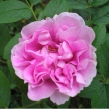 Роза гибрид rugosa Therese Bugnet