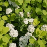 Спирея березолистная Tor Gold