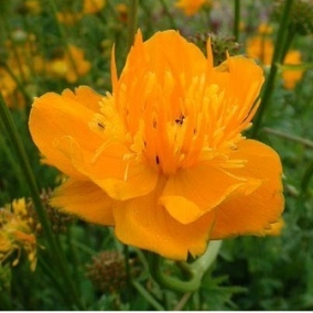 Купальница гибридная Golden Queen