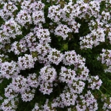 Тимьян (чабрец) обыкновенный