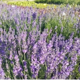 Лаванда узколистная Munstead strain