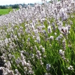 Лаванда узколистная Ellagance Snow