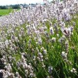 Лаванда узколистная Ellagance Snow