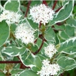 Дерен белый Argenteomarginata