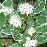 Дерен белый Argenteomarginata